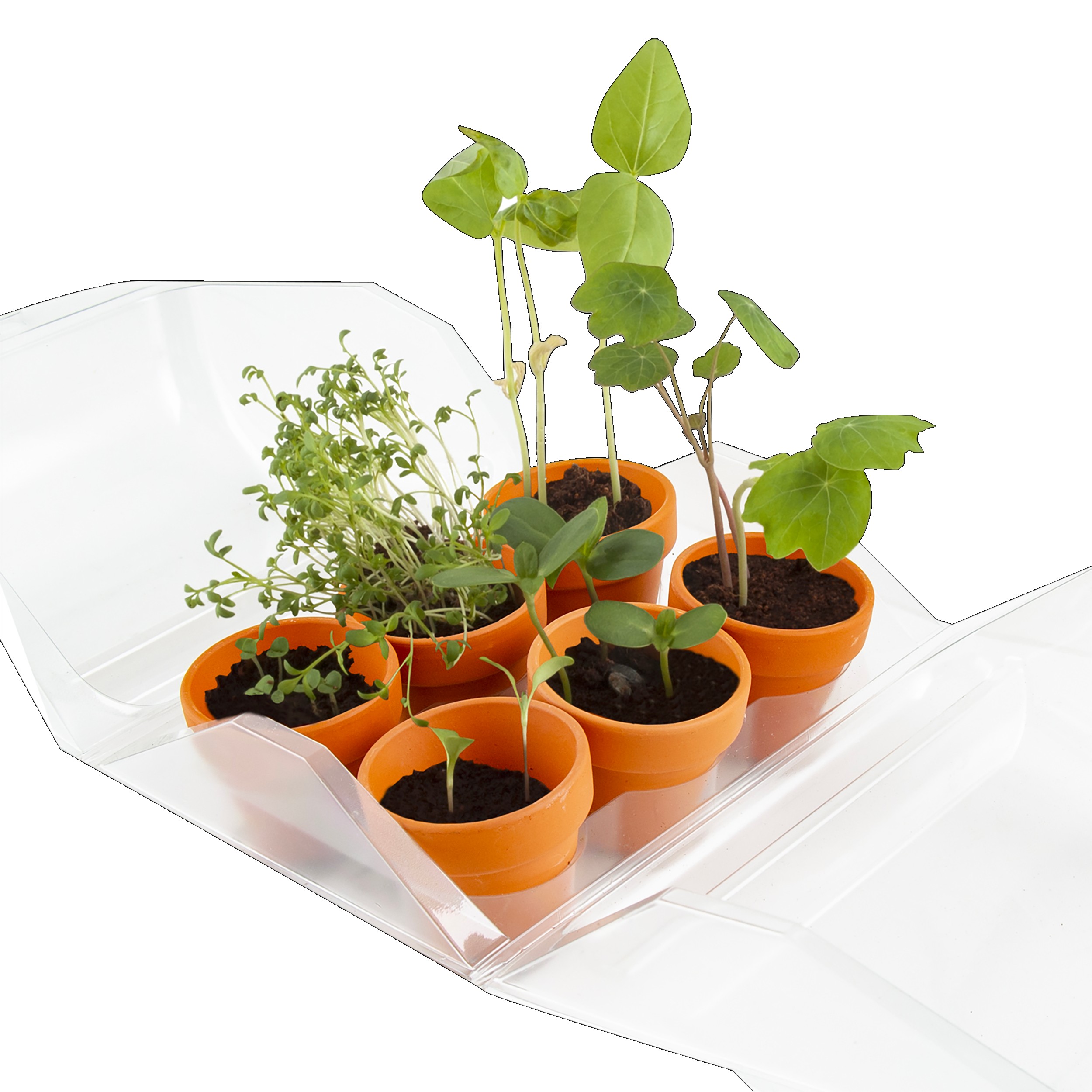 MINI INVERNADERO PARA 6 MACETAS?v=697c0b0305f98